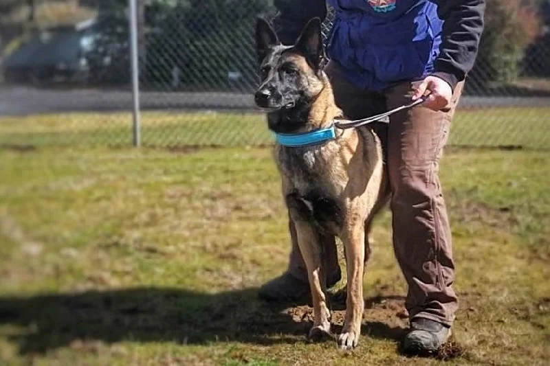 Braided nylon pet leash-BioThane Lure Coursing Lead