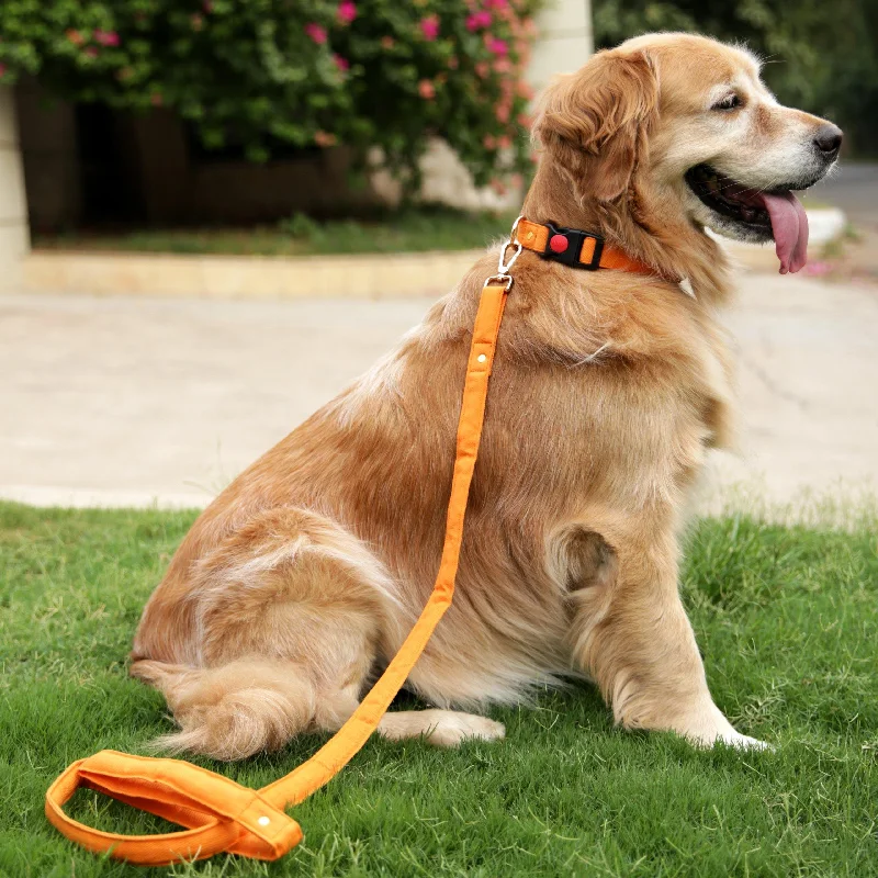 Interactive rabbit food mat-Gooseberry Collar + Leash (Water Resistant)