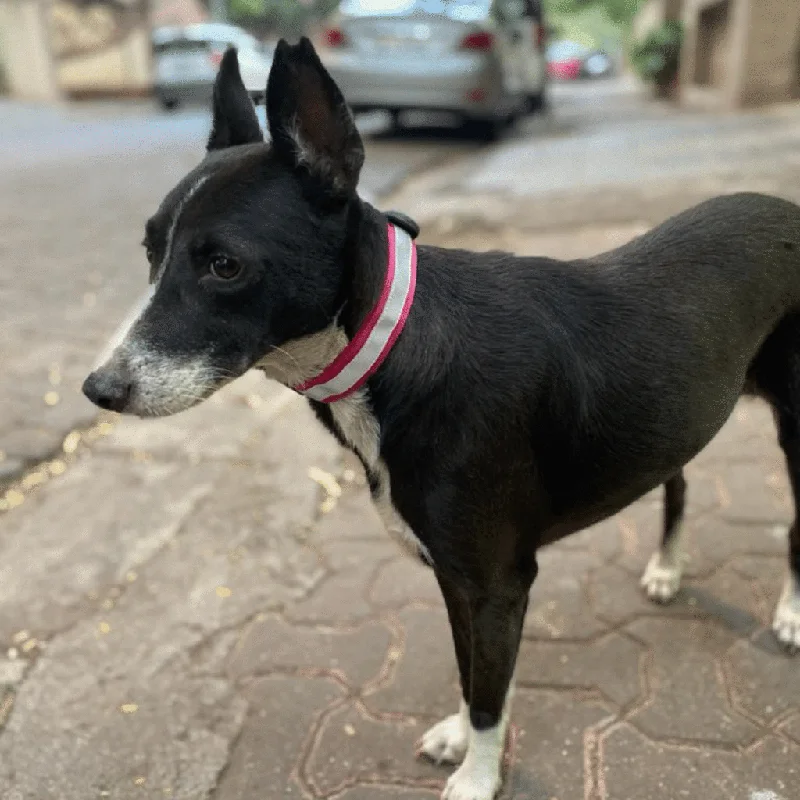 Tough rubber pet bone-Reflective Collar (For community dogs)