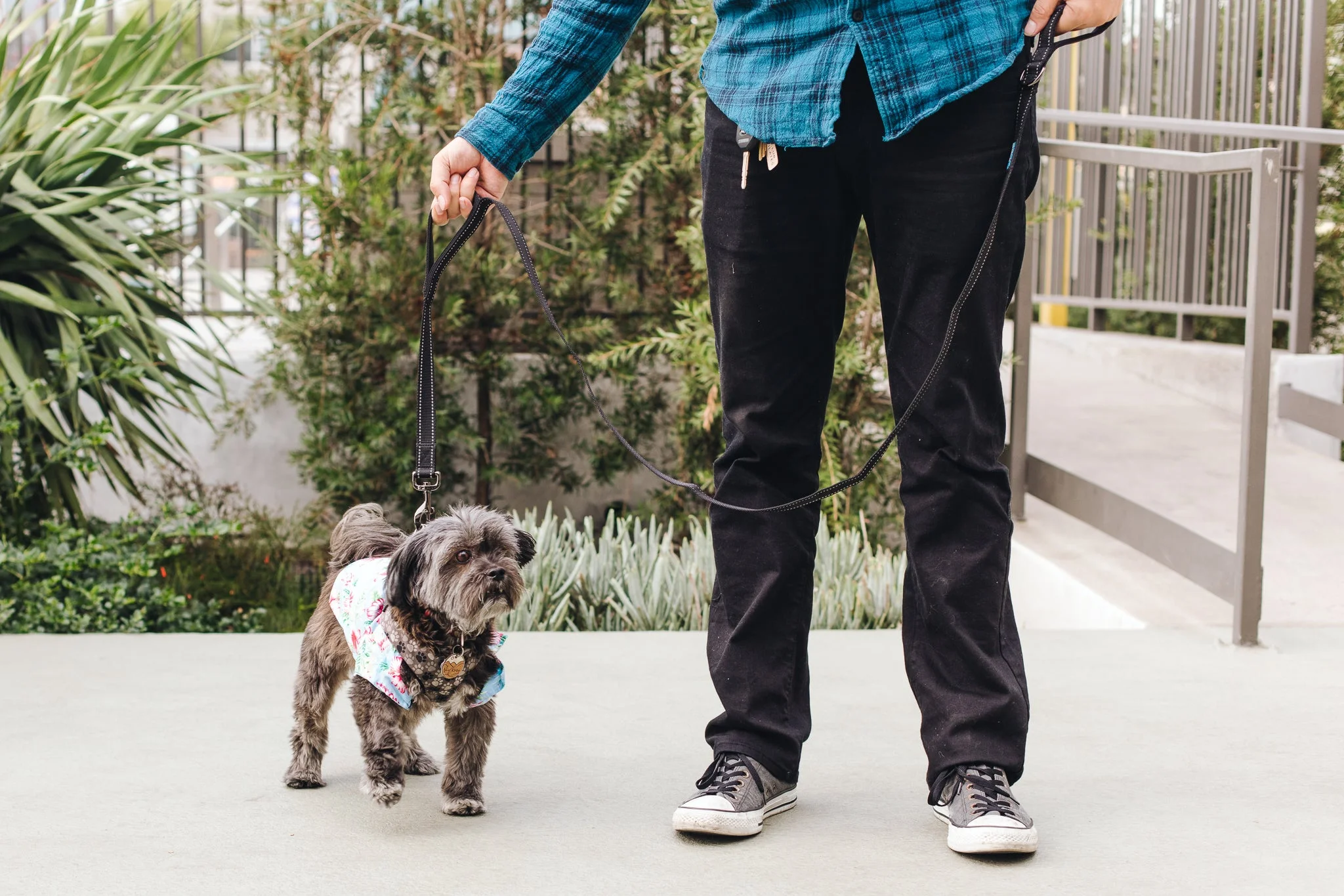 Pet Collars 